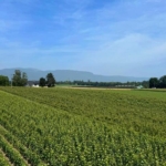 Maison 5.5 pièces  à louer à Coppet